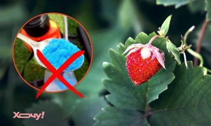 Многие дачники не знают, из-за чего у клубники появляются гайки: чем нельзя ее опрыскивать весной и осенью