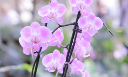 Якщо орхідея вперто “сидить” і не дає квітів: врятує проста спеція, яка є на кожній кухні