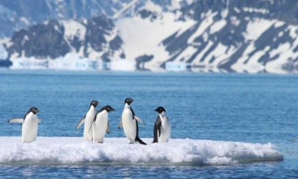 В Антарктиде впервые зафиксировали вспышку коронавируса