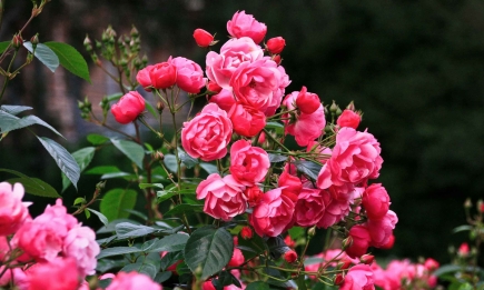 Чтобы иметь райский розовый сад: правила весенней подкормки кустов