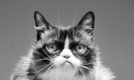 Умерла кошка Grumpy Cat: звезда мемов скончалась на седьмом году жизни