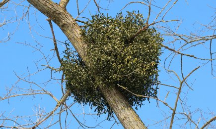 Вы точно видели эти зеленые шары на деревьях: символ любви или смертный приговор для сада