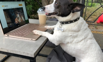 Лайфхаки от собаки: инстаблогер пес Гермес рассказывает, как "завести" человека