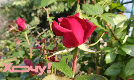 Коли прощання неминуче: бачите це на троянді — викидайте кущ