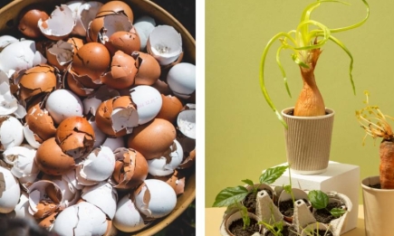 5 причин не выбрасывать яичную скорлупу, которая пригодится вам на даче