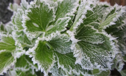 Як врятувати рослини від холоду: дієві лайфхаки від жорстоких весняних заморозків