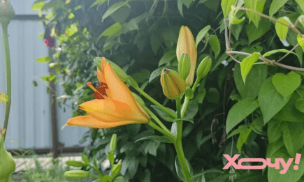 Дайте это лилиям сейчас – и в следующем году они завалят вас цветами: важное условие