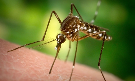 Чим небезпечні укуси комарів: кого кусають найбільше та коли варто звернутися до лікаря?