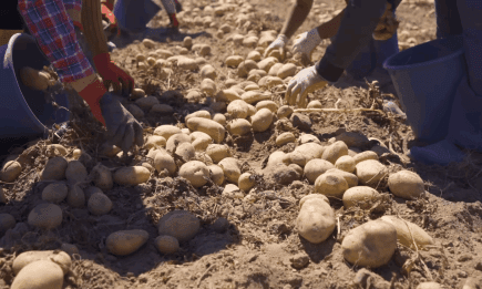 Нестабільна врожайність та хвороби: ці популярні сорти картоплі не садіть нізащо