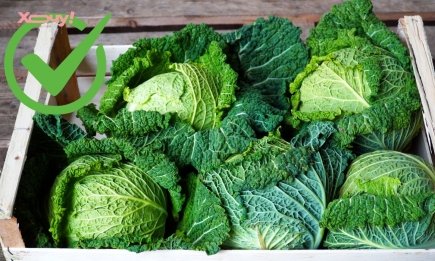 Урожай будет при любых условиях: названы 5 суперустойчивых сортов капусты для вашего огорода