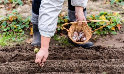 Осталось всего несколько дней, чтобы посадить чеснок и лук: не пропустите