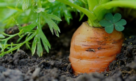 Хитрый способ посева моркови на зиму: что добавить в грядку