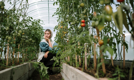 Эта прикормка удвоит урожаи огурцов и помидоров: чем обработать овощи, чтобы получить рекордный результат (ВИДЕО)