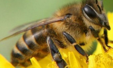 Пчелиный яд делает кожу упругой