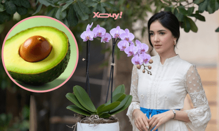 Розумні квітникарі ніколи не викидають кісточки від авокадо: це справжній скарб для орхідеї