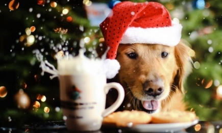 Главные правила встречи года Желтой Земляной Собаки: декор дома, новогоднее меню, где и с кем встречать