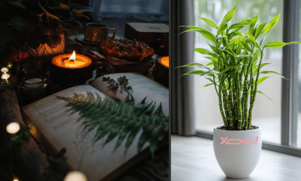 Це має кожна відьма — ТОП-7 вазонів, які притягують щастя, любов і гроші