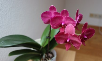 Почему орхидея "задыхается"? Простая замена субстрата, который спасет даже безнадежный цветок (ВИДЕО)