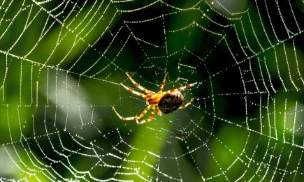 До чого сняться павуки? Відповідь залежить від дня тижня