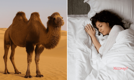 Верблюд во сне — к деньгам, разводу или переезду? Вот как толкуют этот сон прорицатели