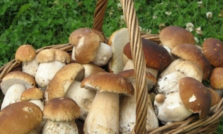 Ученые доказали, что грибы помогают похудеть