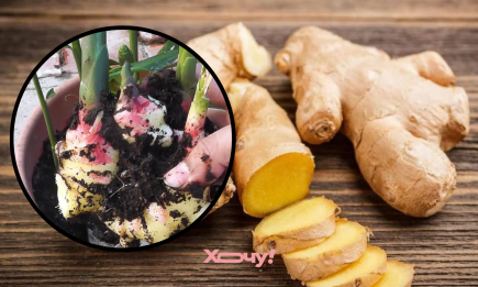 Як виростити імбир з корінця: зробіть раз і не купуйте більше ніколи (ІНСТРУКЦІЯ, ФОТО)