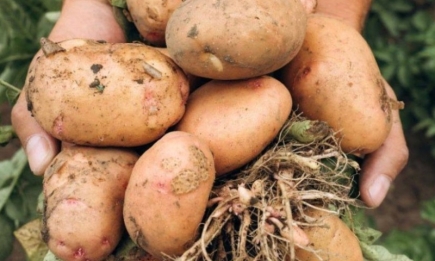 Найкращі сорти картоплі: з ними урожай буде шаленим