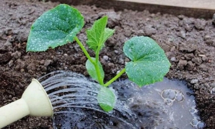 Грядки "устали"? Подкормите растения бульоном: бесплатное чудо-средство для повышения урожайности