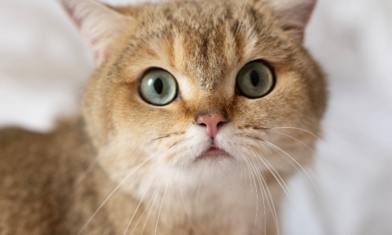Перестаньте свердлити кота поглядом! Пояснюємо, чому мурчики не виносять довгий зоровий контакт