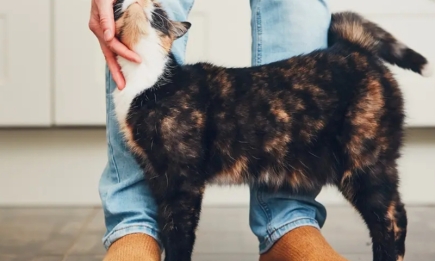 Кто бы мог подумать! 5 причин, по которым кот трется о ваши ноги