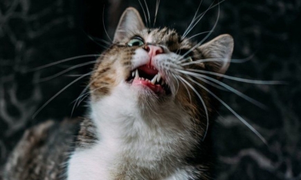"Не отходите и не смотрите с отвращением": ветеринары рассказали, почему уличные коты могут выглядеть очень грязными. Дело не в гигиене (ВИДЕО)