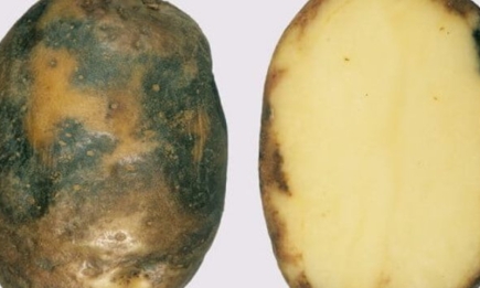 Поширена помилка: чи можна зберігати та їсти заражену картоплю