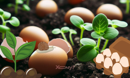 4 правила использования яичной скорлупы на огороде, чтобы от нее была реальная польза