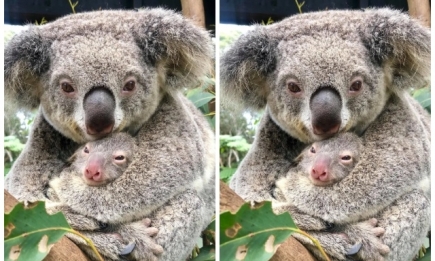 Маленькая радость: в Австралии родилась первая коала после пожаров (ВИДЕО)