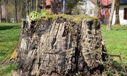 Не допускайте этой ошибки на огороде: почему пни нельзя оставлять в земле и как их убрать без усилий