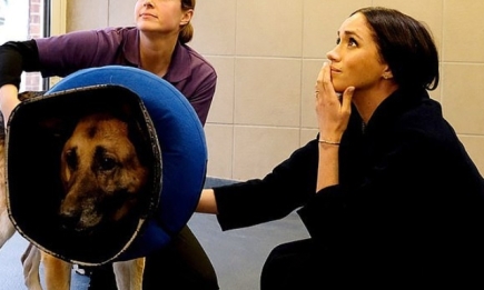 Меган Маркл продолжает оказывать поддержку британскому приюту для животных "Мэйхью"