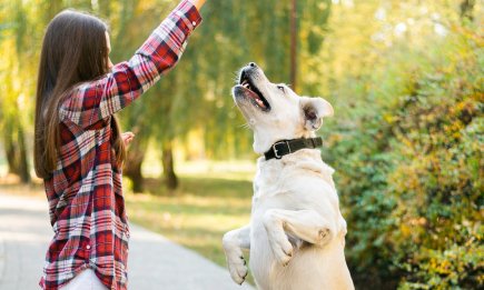 Больше никаких бурных "приветов": один жест, который заставит собаку перестать прыгать на вас и гостей (ВИДЕО)