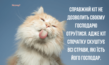 Найширше ліжко тісне для двох, якщо один із цих двох — кіт: найсмішніші приколи та відео з домашніми тваринами