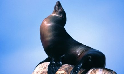 Наймиліші хижаки планети: добірка фото та цікавих фактів про життя тюленів у дикій природі