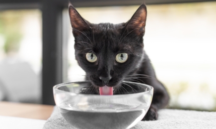Ви будете здивовані! Чому котячі миски з водою та їжею варто ставити на відстані