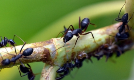 Прогнать нахалов без химии: простой способ поможет защитить деревья от муравьев