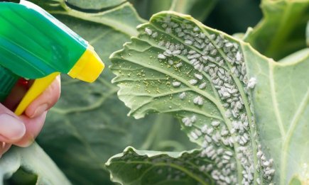 Вона полює на вашу капусту: як без хімії вивести з городу білокрилку