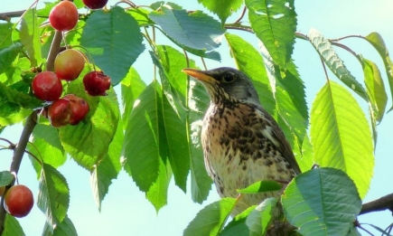Лайфхак для сохранения урожая: самый простой метод, который отгонит птиц от черешни и вишни