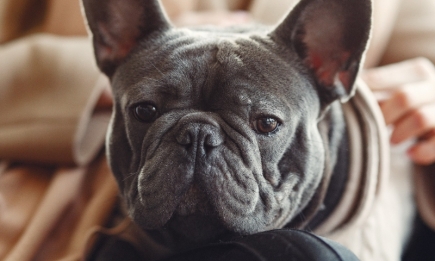 "Моя собака задыхается": как помочь питомцу с синдромом обратного чихания