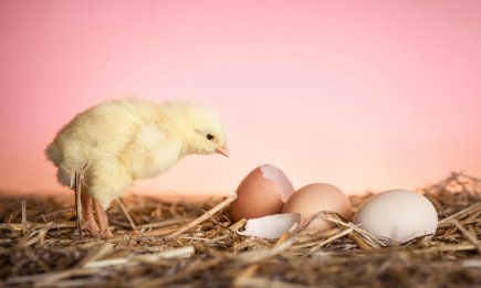 Ученые разгадали загадку тысячелетий: что было сначала — курица или яйцо