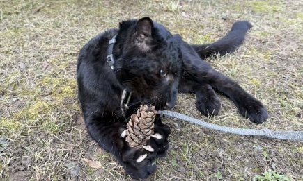 Світова сенсація під Києвом: у парку "XII Місяців" народився унікальний чорний леопард (ФОТО)