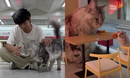 Котячий рай: китайський ютубер побудував для котів містечко з MeowDonald’s та атракціонами
