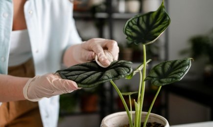 Протріть цим листя - і пил не буде сідати: крутий лайфхак для кімнатних рослин