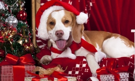 Новый год-2018: ТОП-лист запрещенных подарков в год Желтой Земляной Собаки