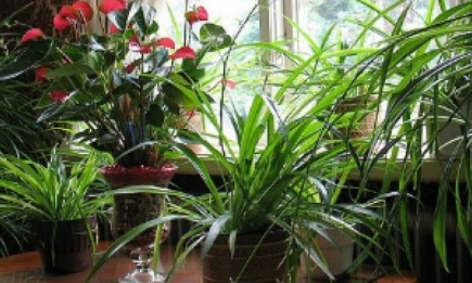 Пять растений, которые должны быть в каждом доме